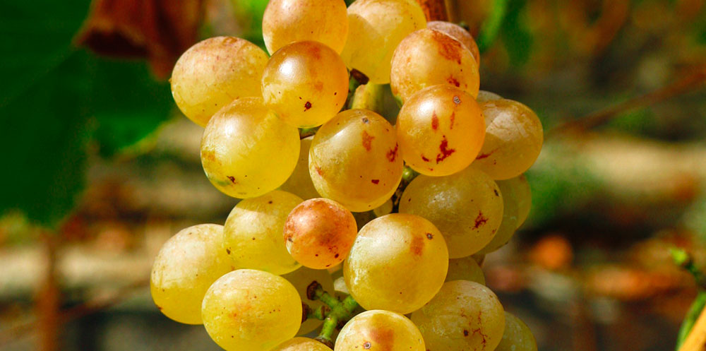uva-garnatxa-blanca