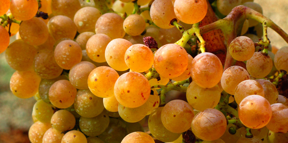 uva-variedad-picapoll