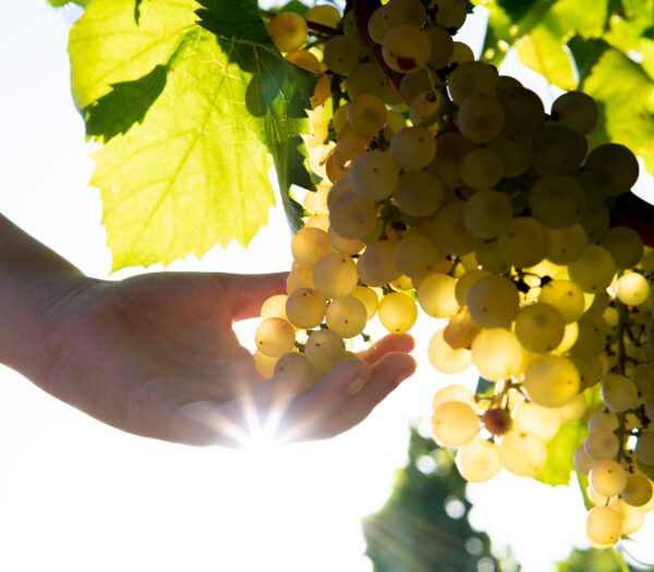 Visita al celler amb degustació de vins