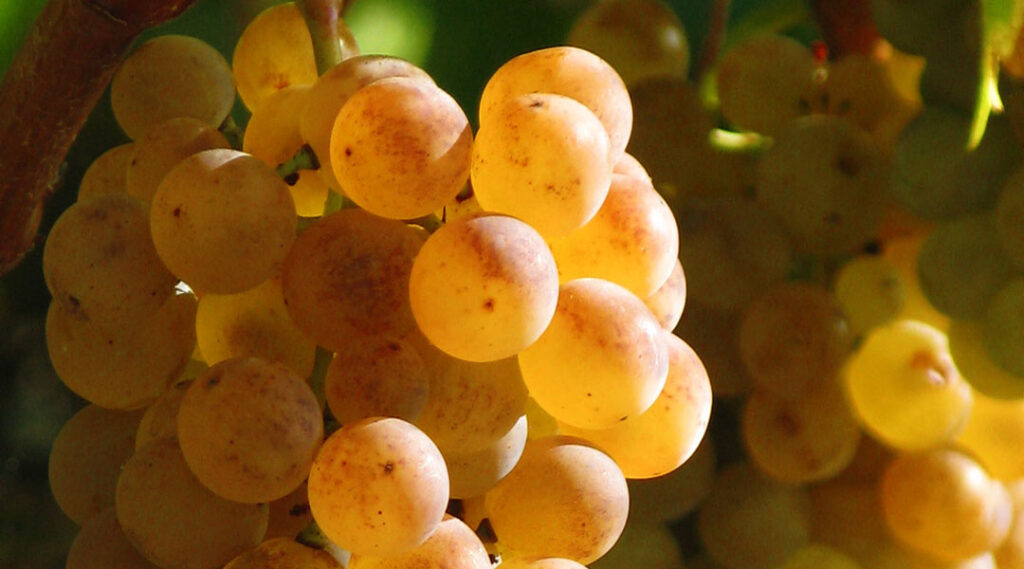 variedad-de-uva-pansa-blanca