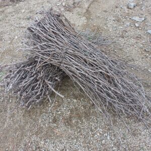 Venta de sarmientos en el celler Quim Batlle.